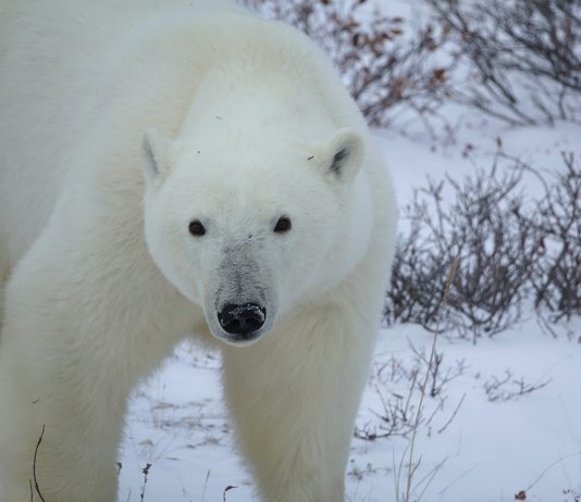 Environmental News: 5 Tech Innovations That Offer Hope for Polar Bear Conservation.