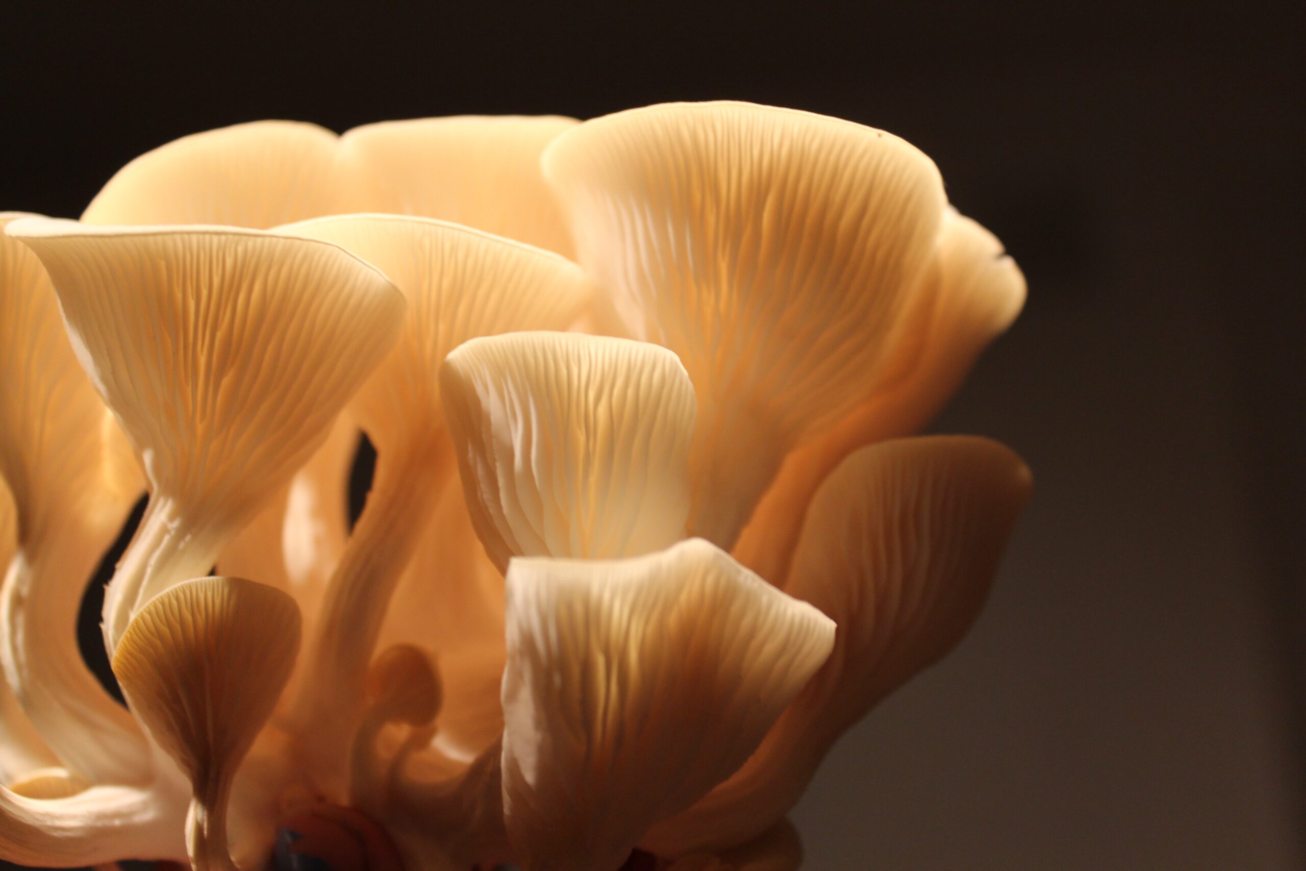 Researchers in Australia are training oyster mushrooms to consume cigarette butts.