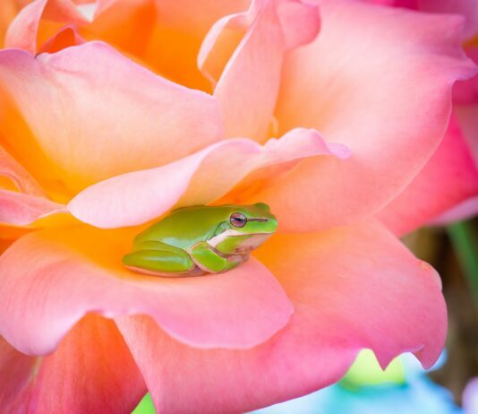Multinational Task Force Created To Help Save Tree Frogs. Source: Unsplash