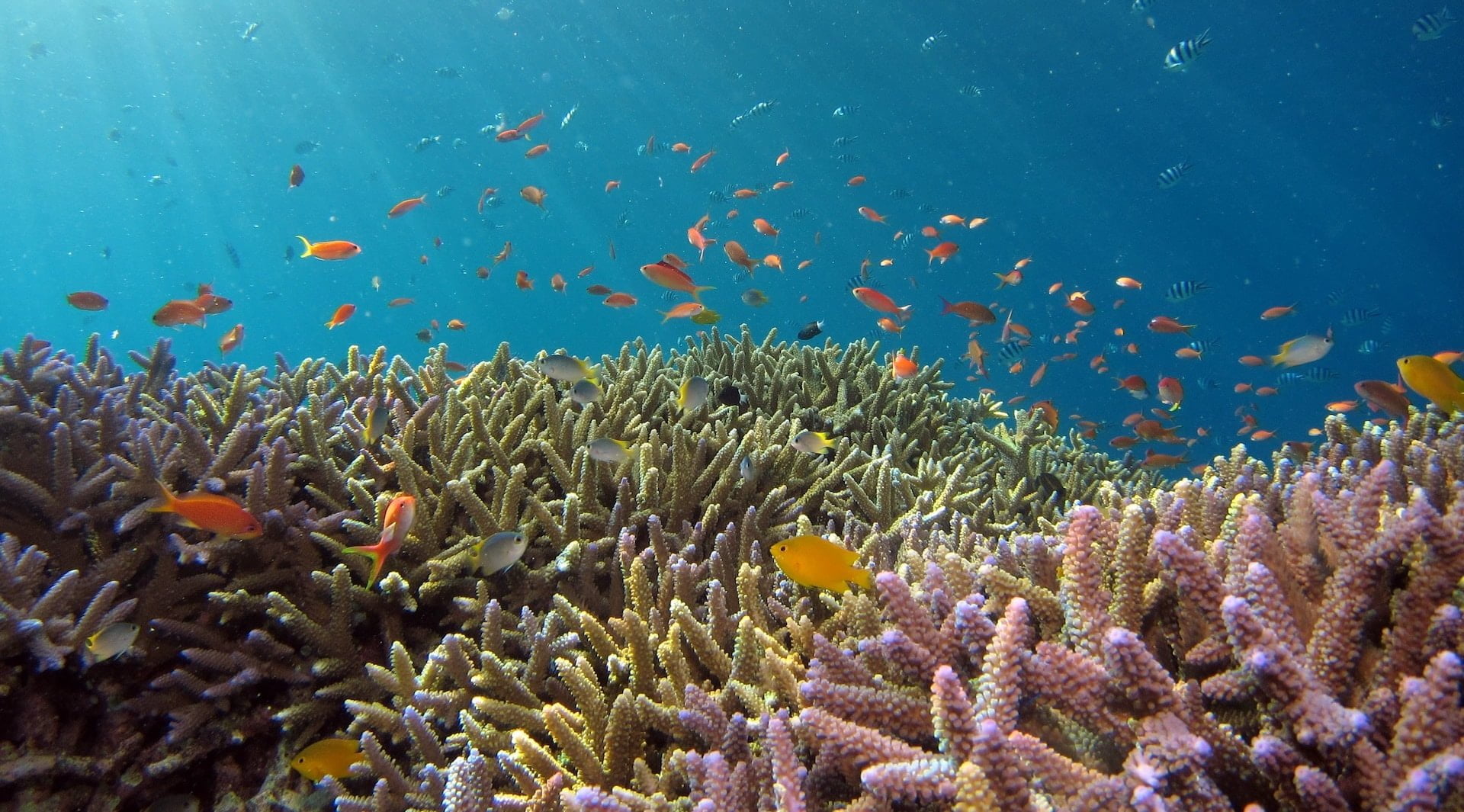 Unleashing the Power of AI to Protect Coral Reefs. Image of a colourful healthy coral reef