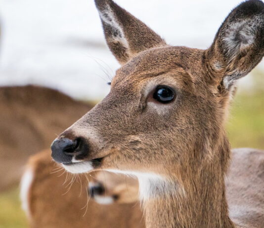 Chile's National Huemul Corridor project will protect Chile's huemul deer populations.