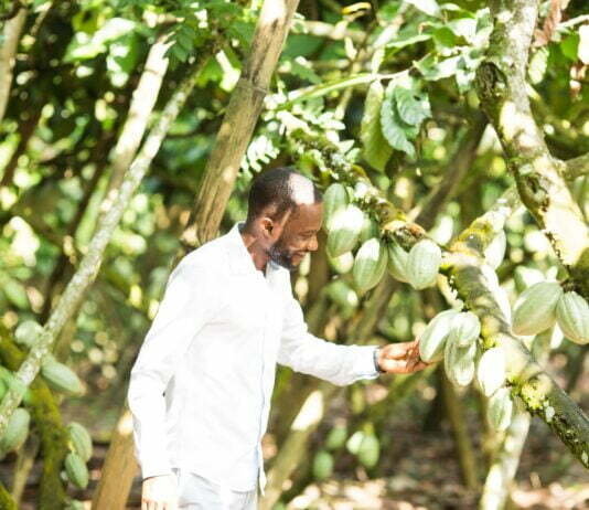 Agroforestry farmer examines cocoa plants in Cameroon.
