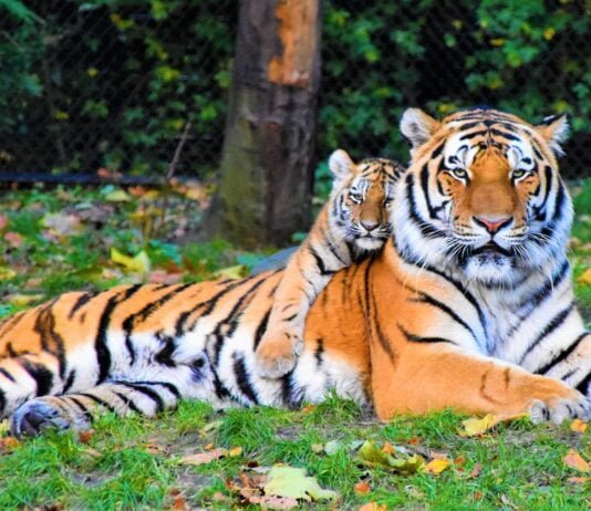 International Tiger Day is observed on July 29 each year.
