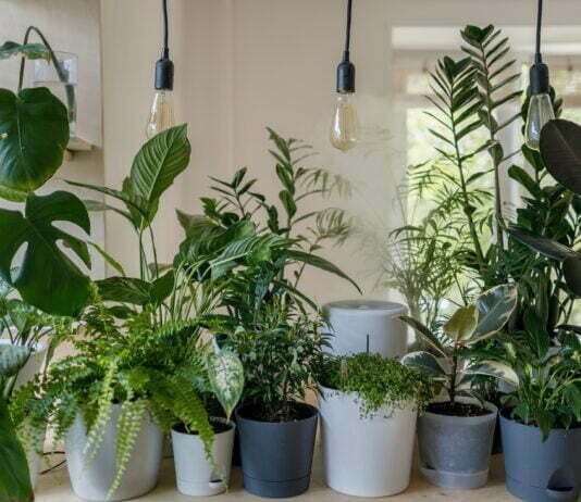 Low Maintenance Houseplants for Air Purification