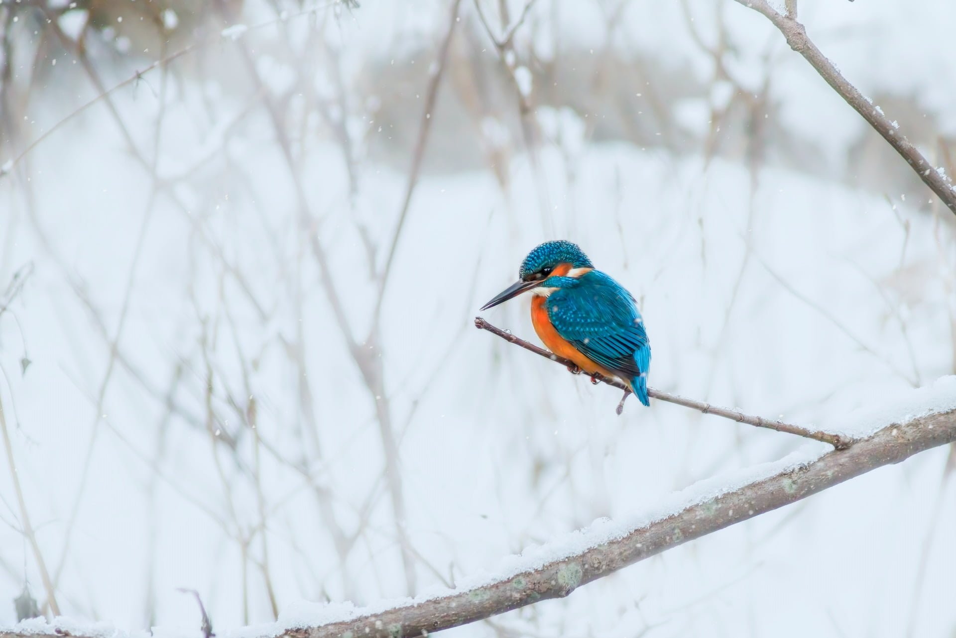 National Bird Day - January 5