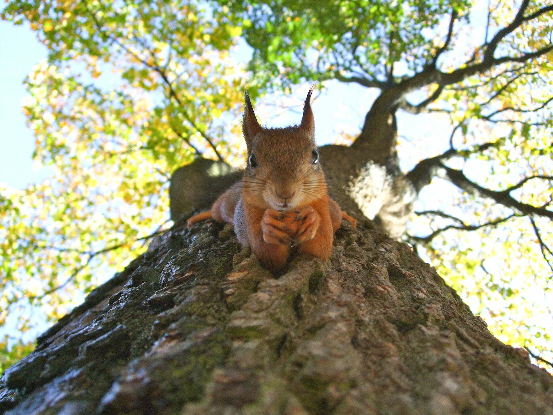 Squirrel Appreciation Day - January 21