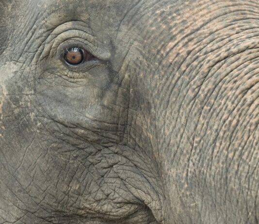 World Elephant Day is observed on August 12