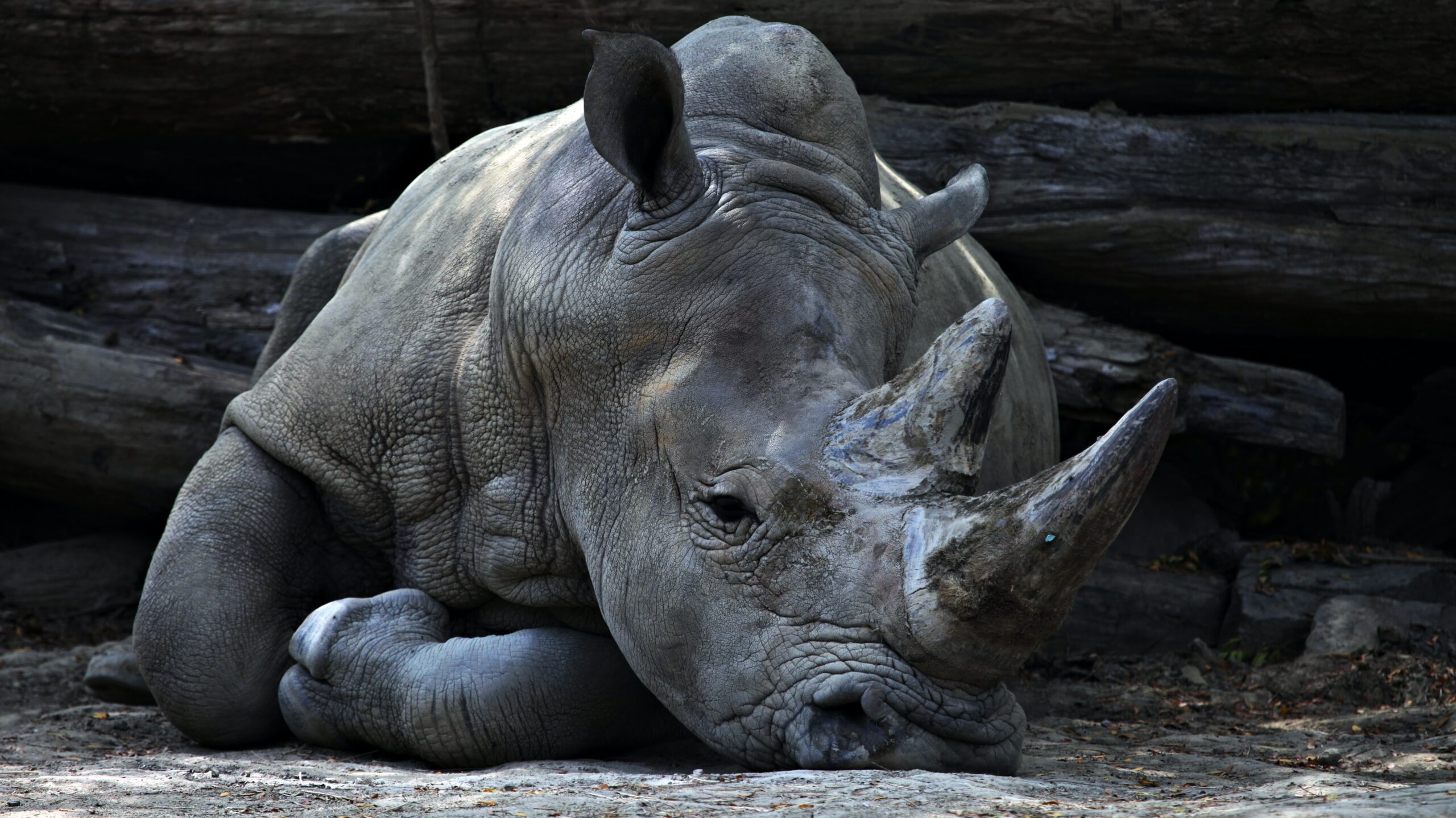 Rhinos Released into Nepalese Wildlife Reserve.