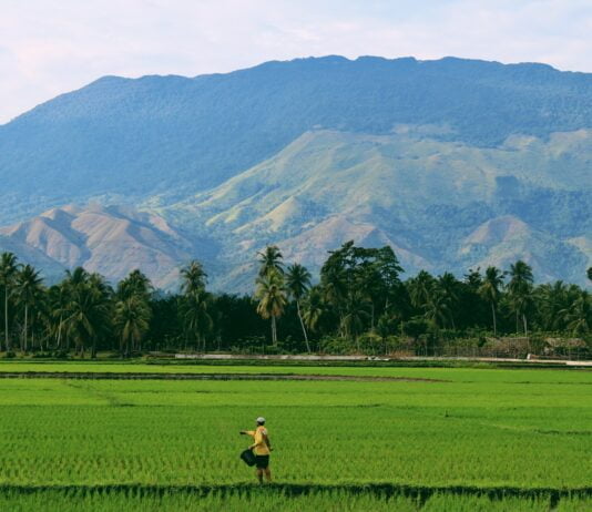 Cellulosic Ethanol Could Be Major Boon To Indonesian Small Farmers. Source: Unsplash