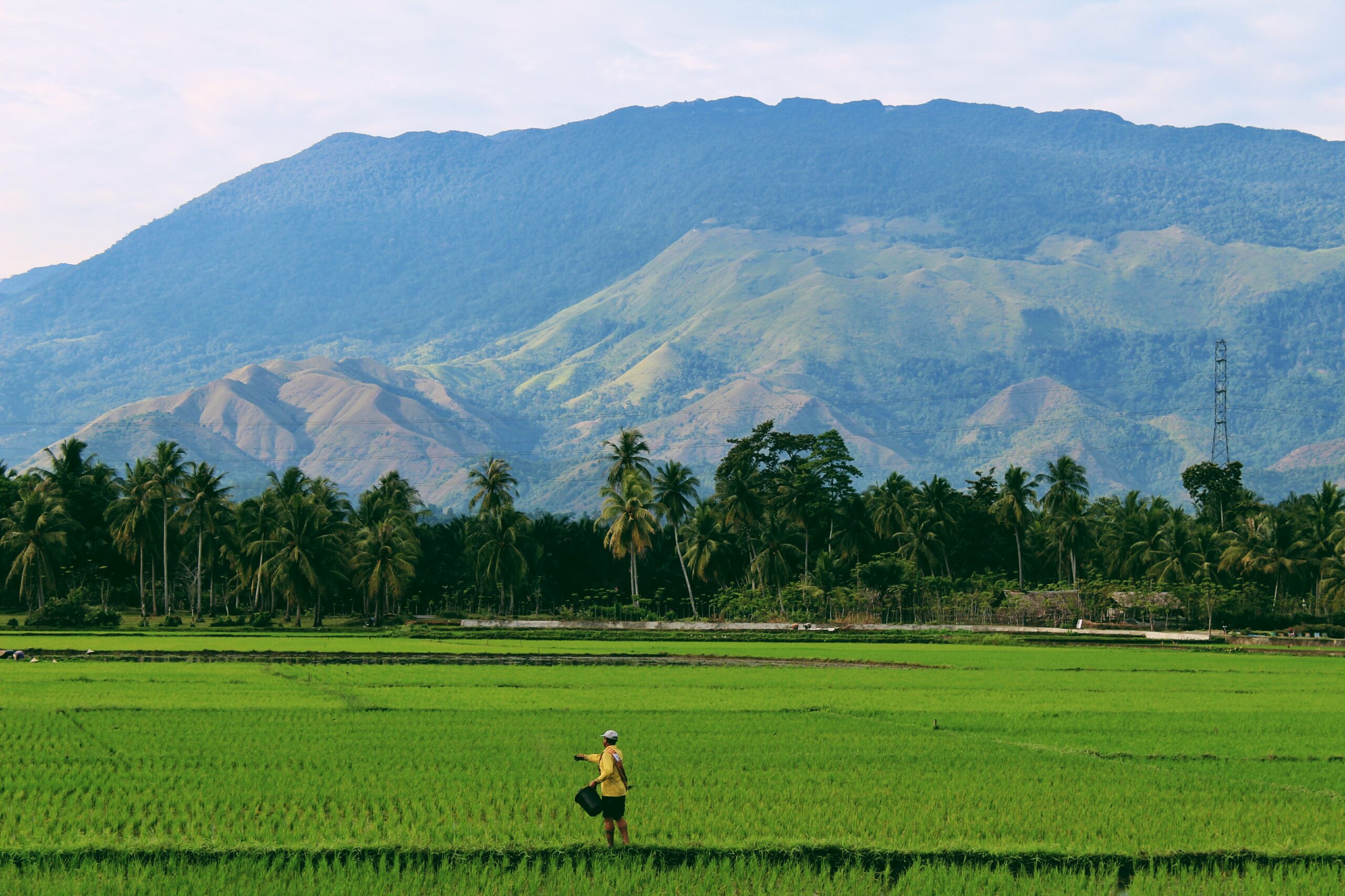 Cellulosic Ethanol Could Be Major Boon To Indonesian Small Farmers. Source: Unsplash