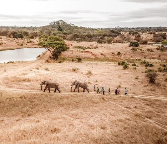 The Imire Climate Wise Restoration Project is dedicated to protecting wildlife and strongly believes that rural communities and conservation programmes can successfully thrive side by side, working together to ensure the protection of our natural heritage.
