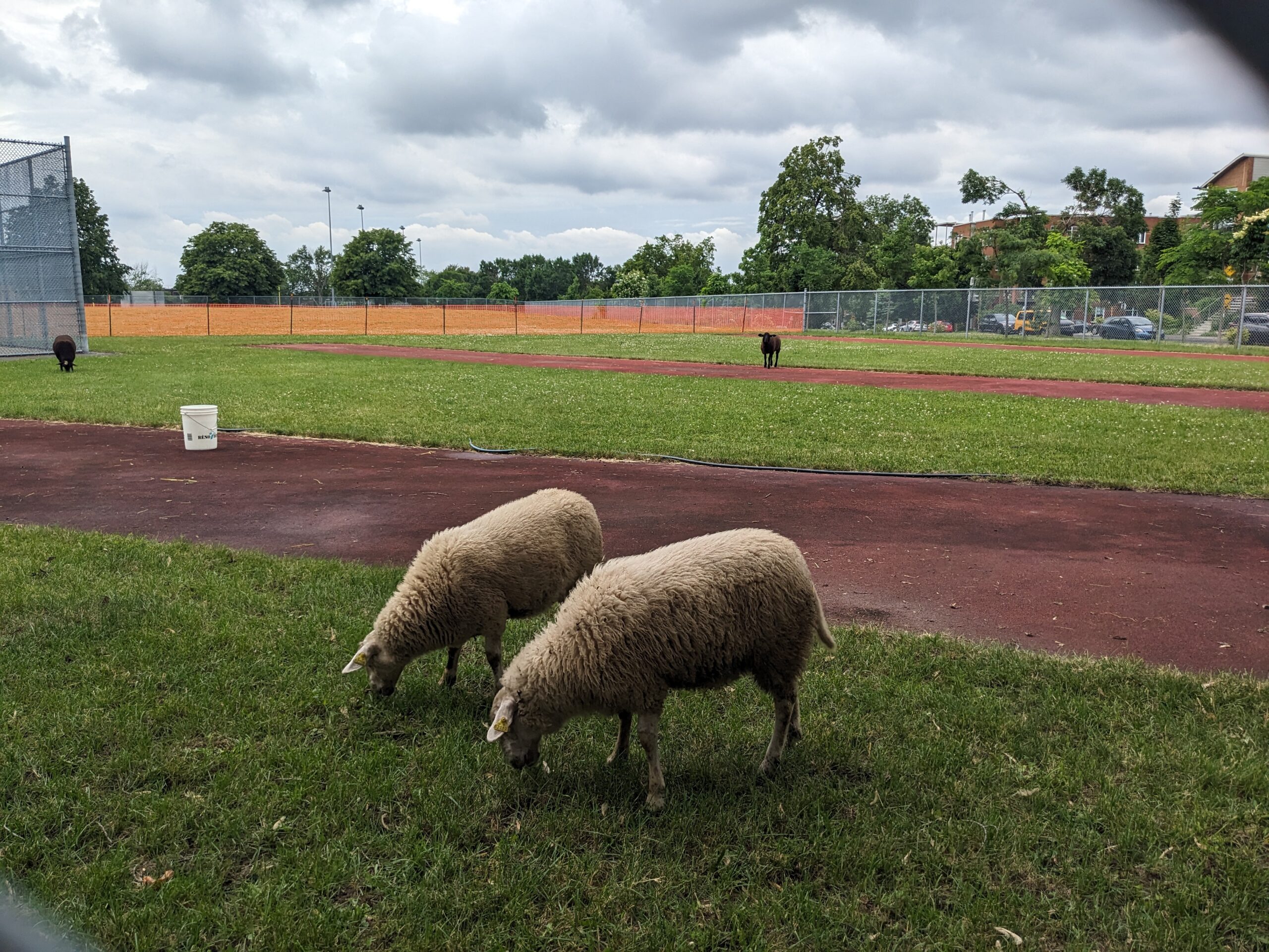 In a park in Montreal, sheep are being used as natural lawnmowers.