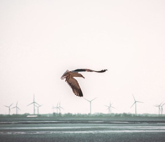 Smart Cameras on Wind Turbines: is for the Birds.
