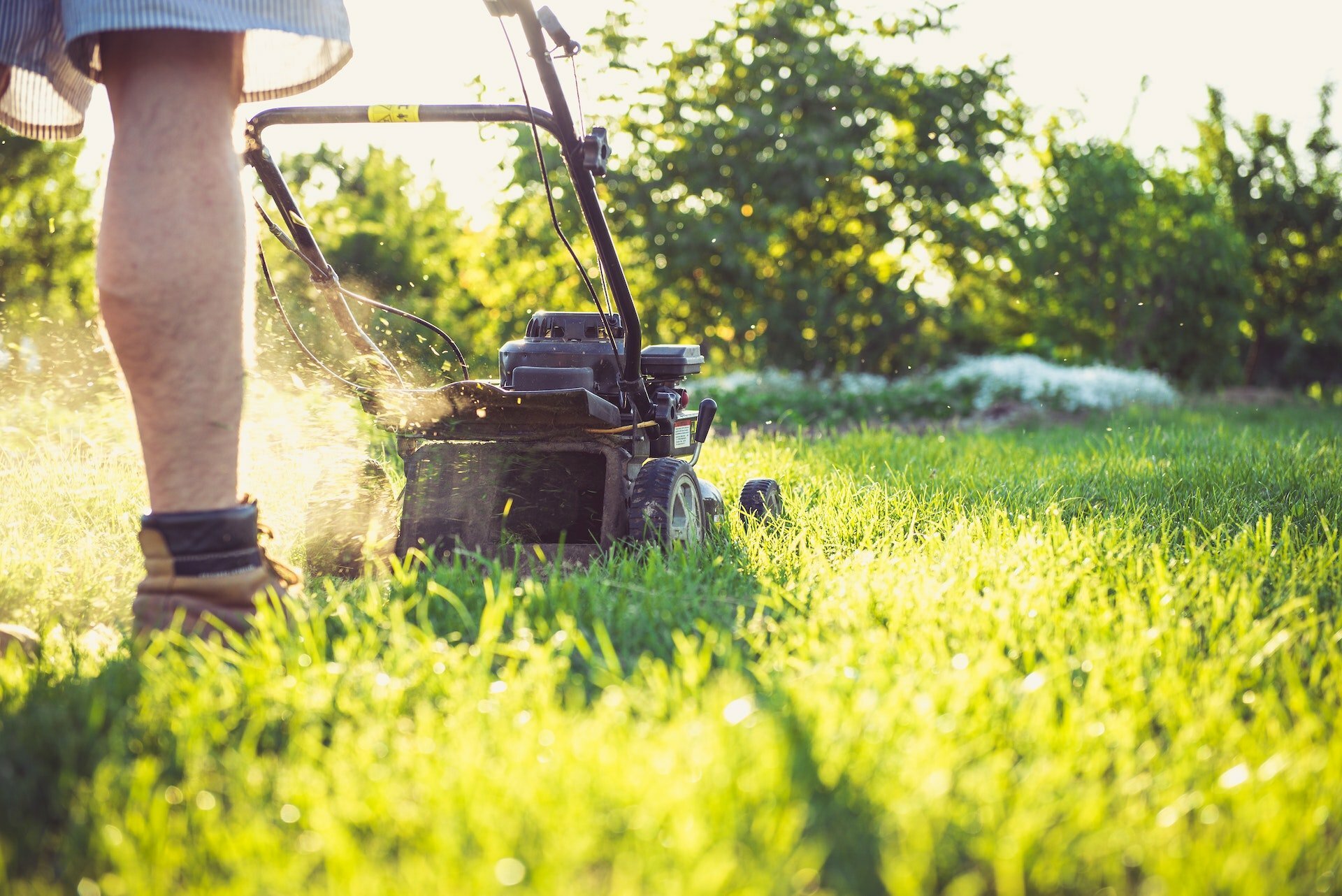 Sick of Mowing? Top 5 Grass Lawn Alternatives