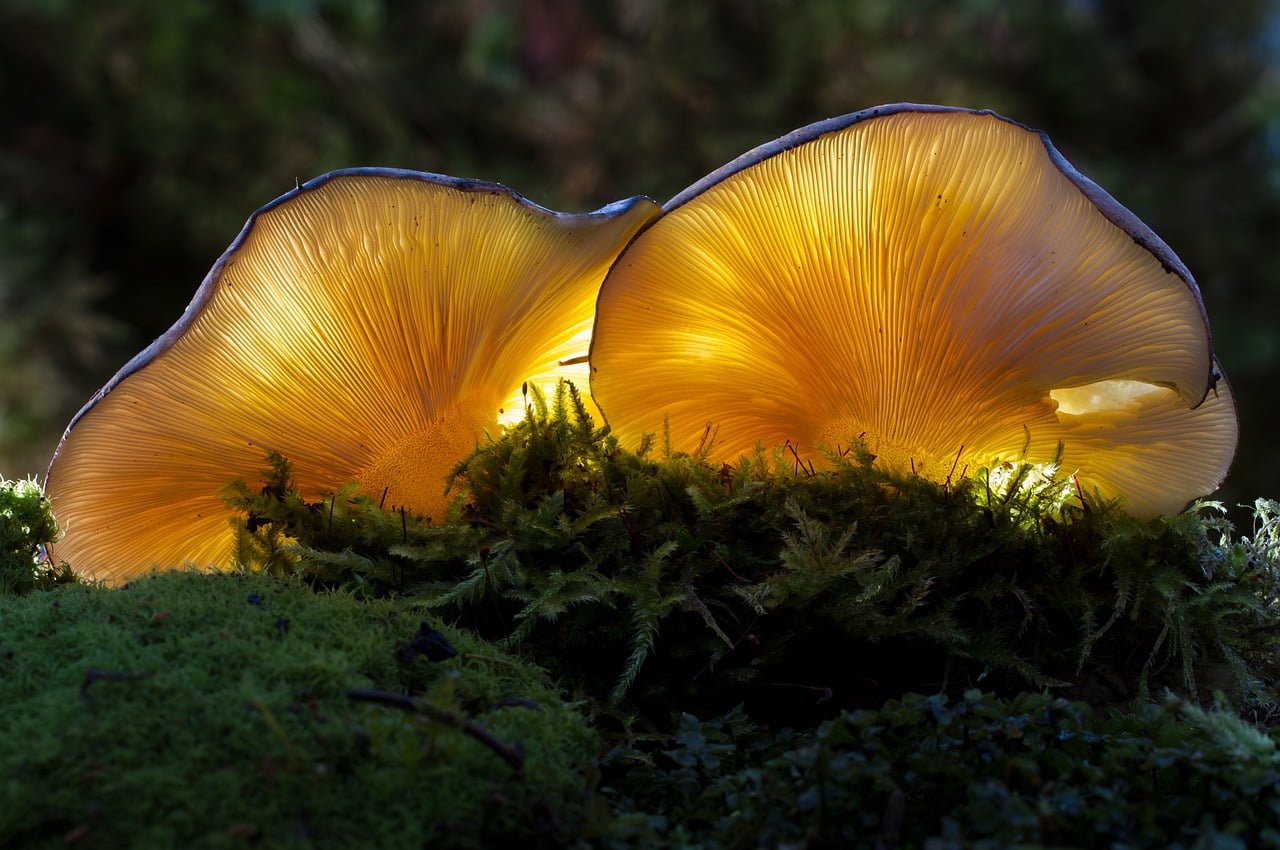 How fungi can be used to make plant music.