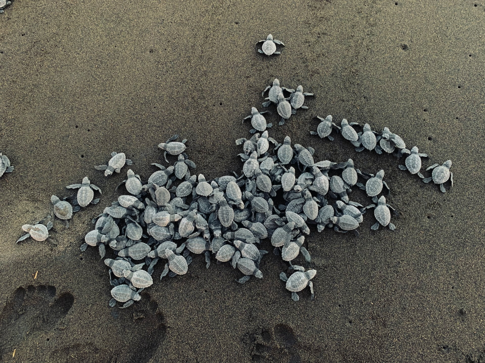 Record Number Of Olive Ridley Turtle Eggs Found In Bangladesh.