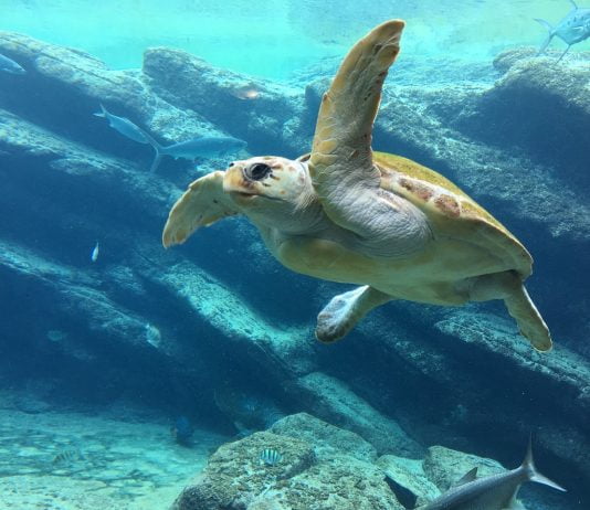 A new law has been established that helps protect sea turtles in Panama and provide the right to live and have free passage in a healthy environment.