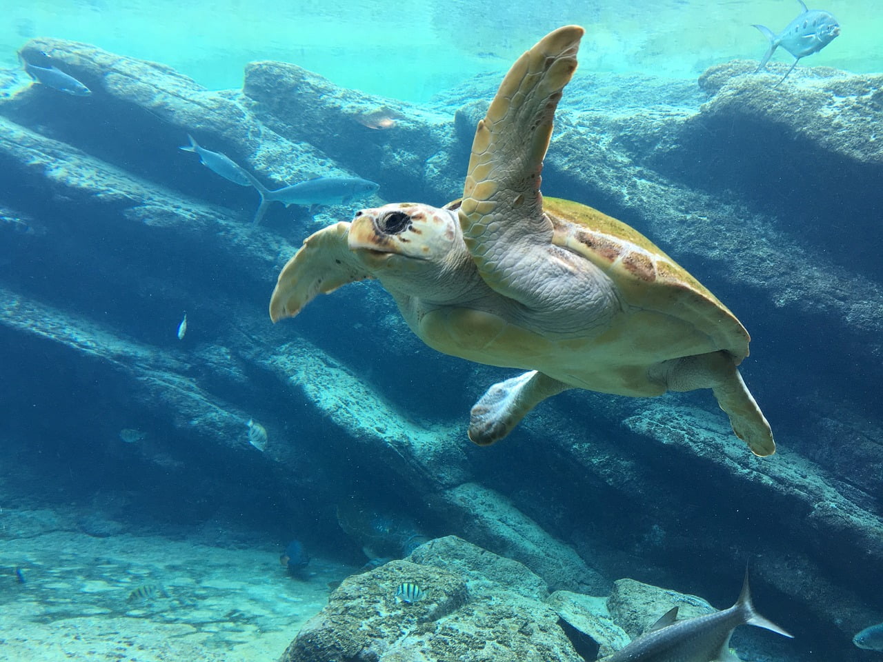 A new law has been established that helps protect sea turtles in Panama and provide the right to live and have free passage in a healthy environment.