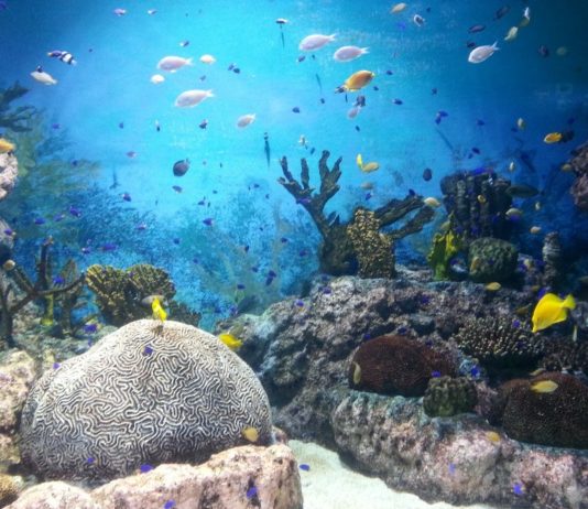 Using AI and Underwater Microphones. Scientists Are Now Using Sound To Identify and Protect Sea Life.
