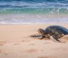 Harnessing the Power of AI to Protect Sea Turtle Populations.