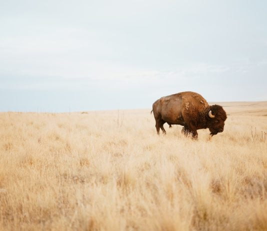 The Bison Reintroduction: Healing the Land and Revitalizing Indigenous Cultures.