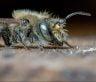 The relationship between Osmia conjuncta bees and European Grove snails will have a significant ecological impact in North America. 