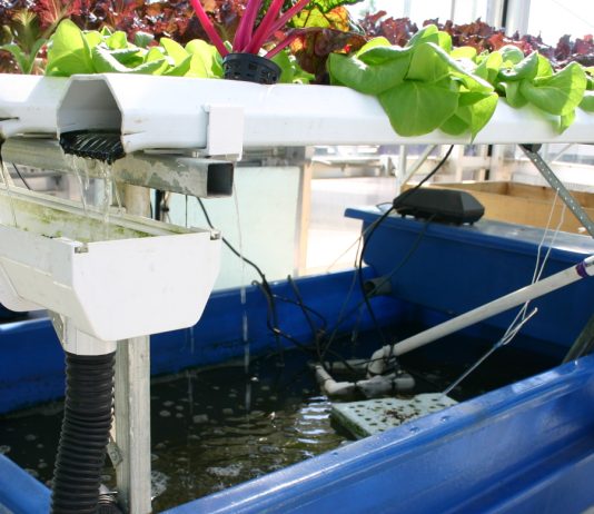 Oko Farms Proving That Urban Aquaponics Is The Way Of The Future. Source: Wikimedia Commons.