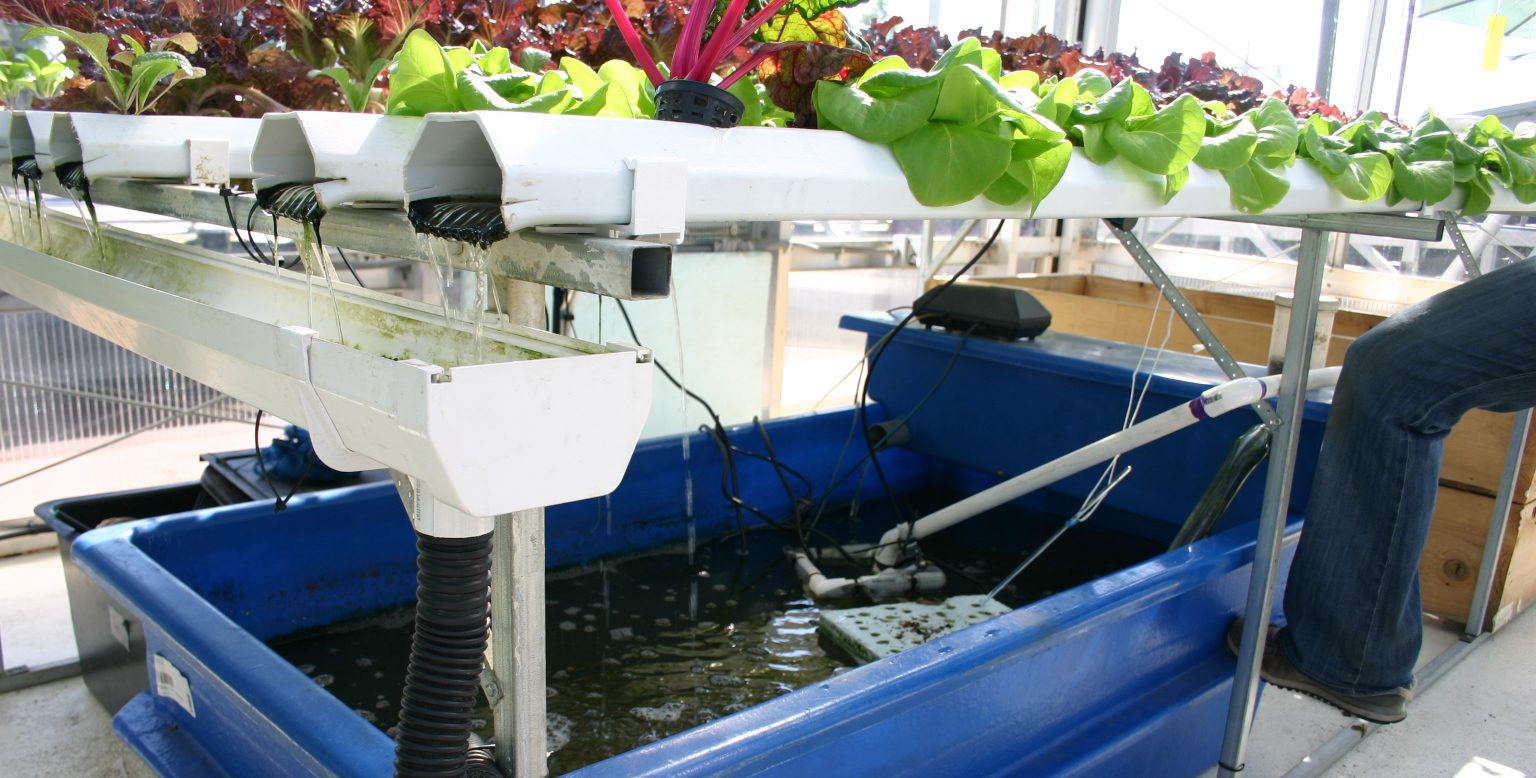 Oko Farms Proving That Urban Aquaponics Is The Way Of The Future. Source: Wikimedia Commons.