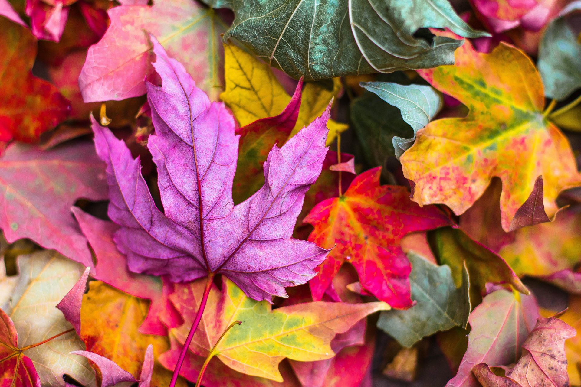 By leaving the leaves this fall, you will see a difference in your garden and soil next spring.