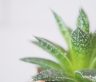 Aloe Vera Insect Repellants: Utilizing aloe vera peels to make natural insect repellants.