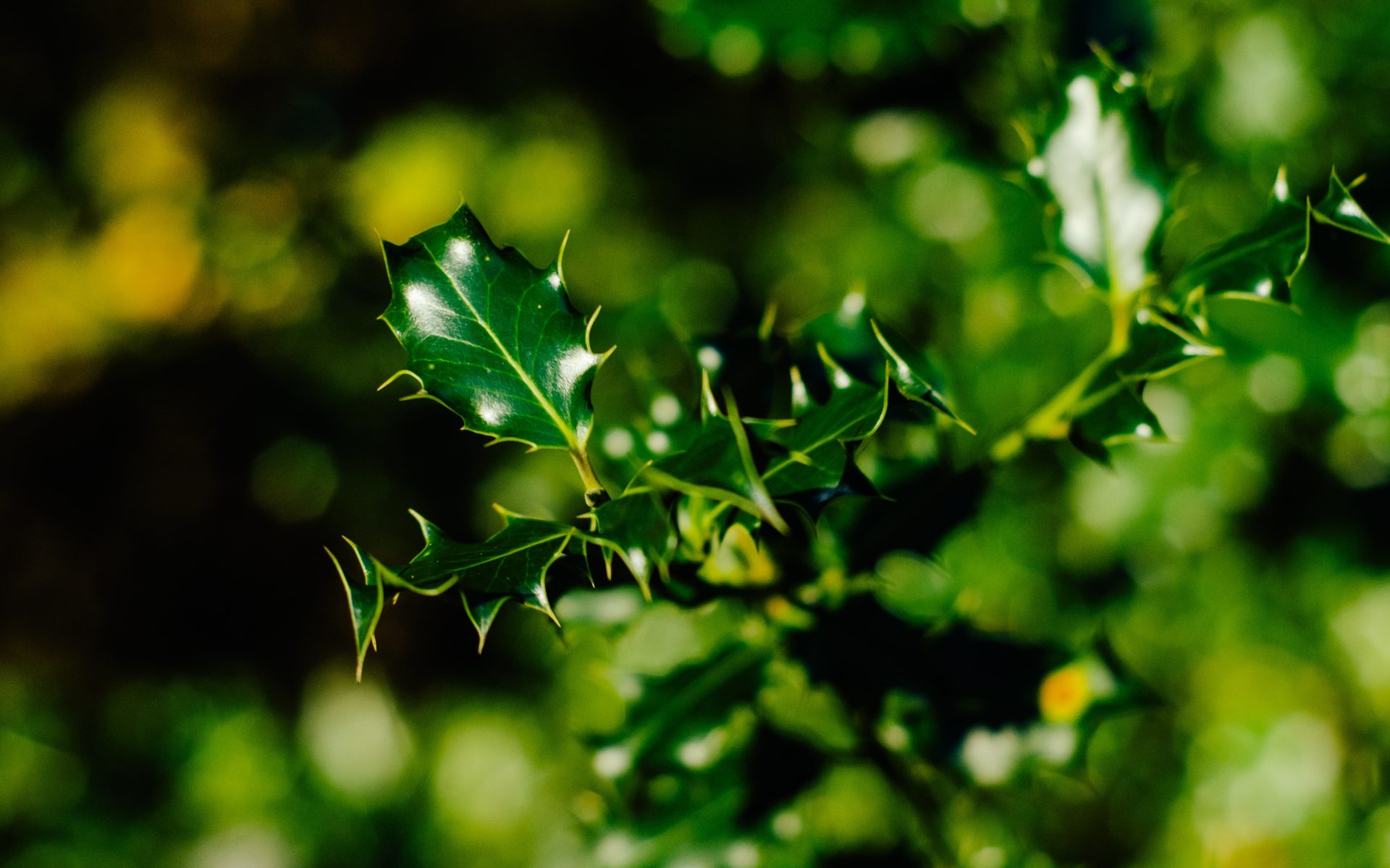 The rediscovery of the Pernambuco holly tree is also a significant step forward towards restoring the ecological functions and services of the Atlantic Forest.