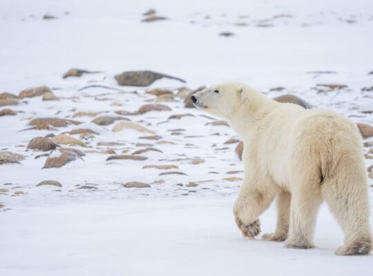 Living safely with polar bears Image: Erinn Hermsen, Polar Bears International
