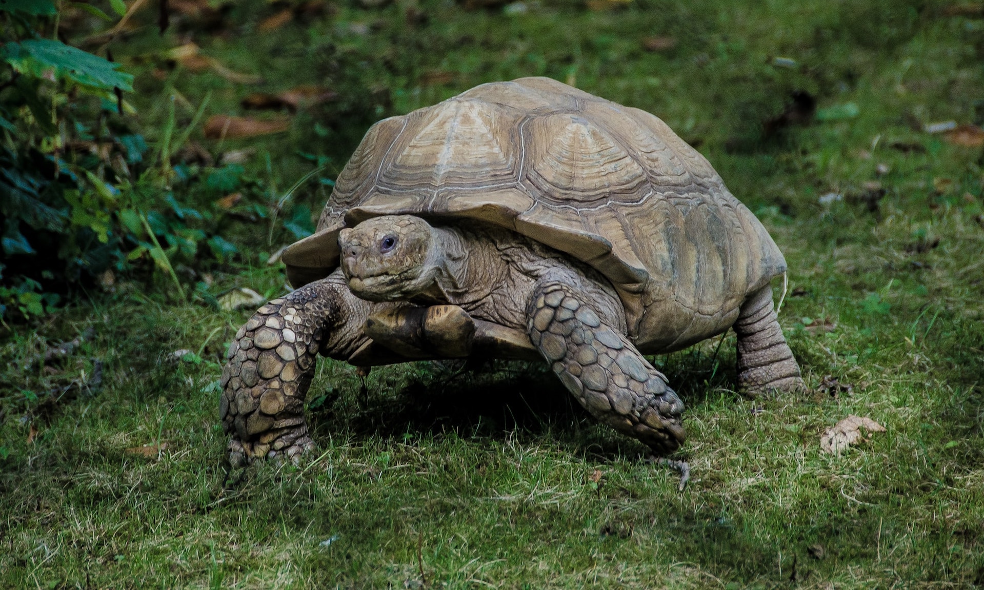 The discovery of a one-of-a-kind Galápagos Island tortoise named Fernanda hints at the genetic survival of an extinct species.