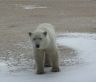 February 27, Celebrating International Polar Bear Day: Living Among the Polar Bears.