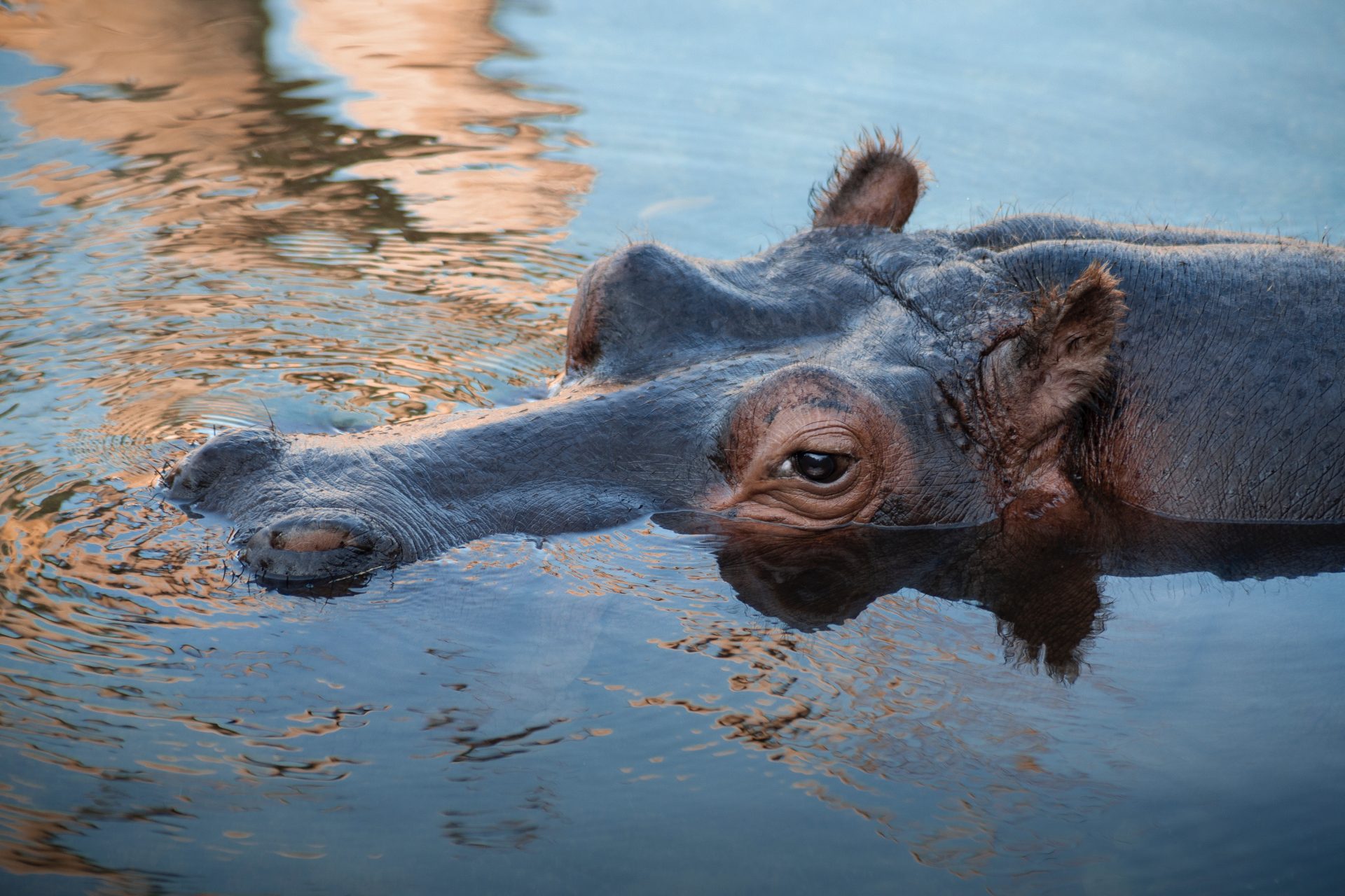 World Hippo Day - February 15