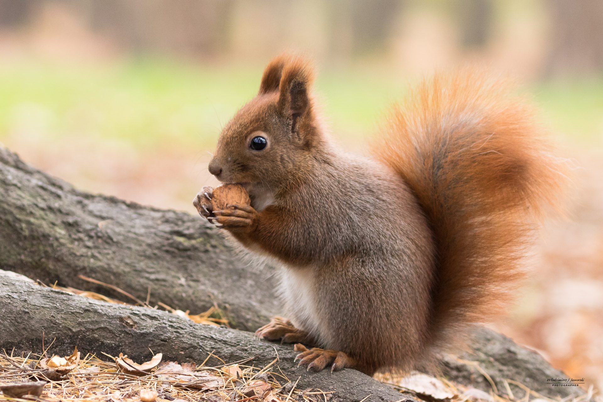Celebrating Squirrel Appreciation Day: The ecological importance of squirrels.
