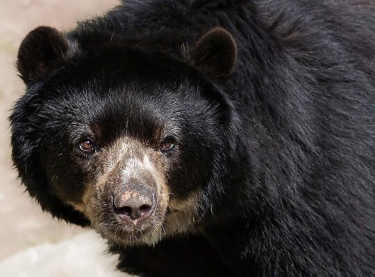 March 23, World Bear Day: The Speckled Bear
