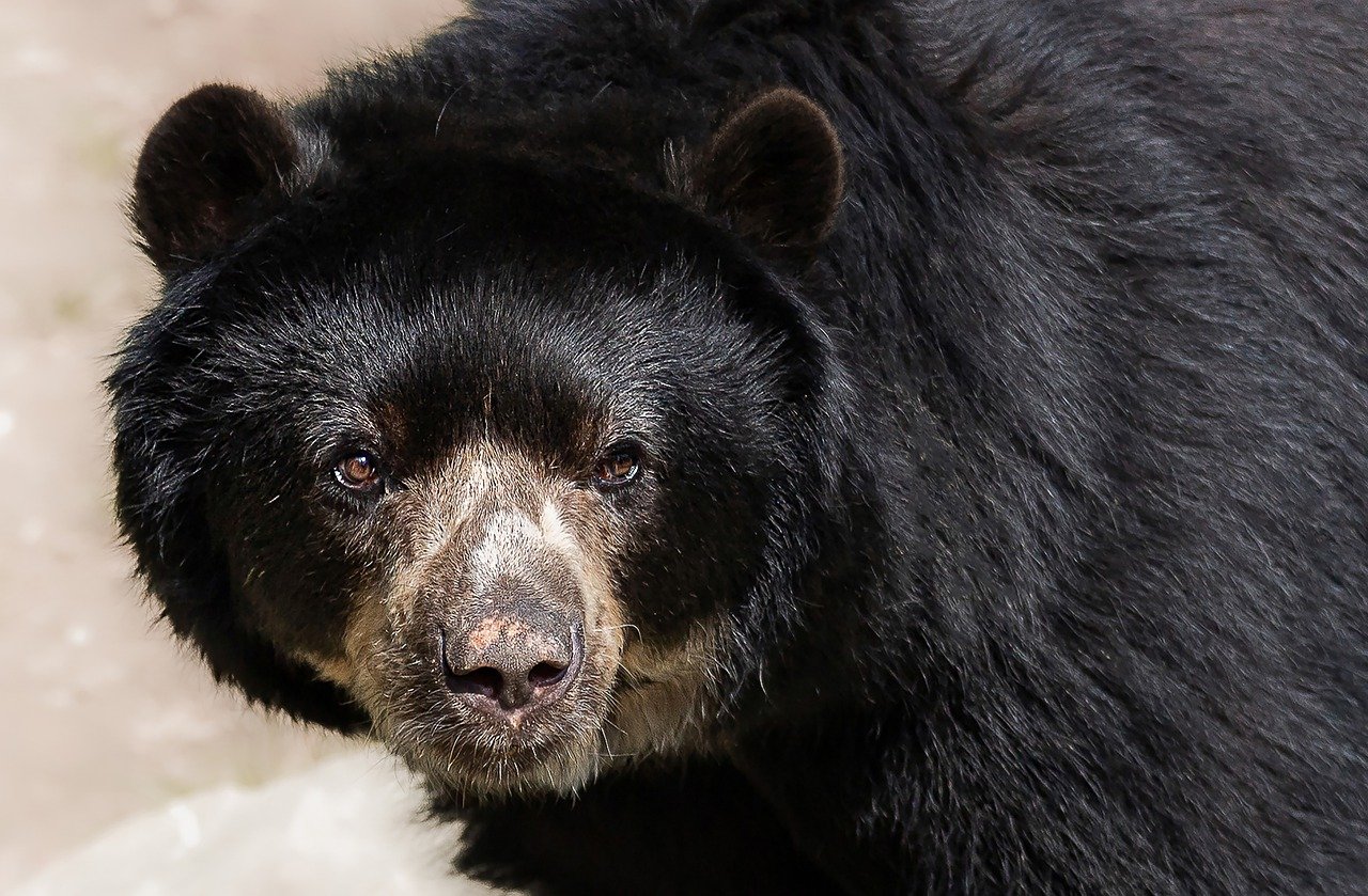March 23, World Bear Day: The Speckled Bear