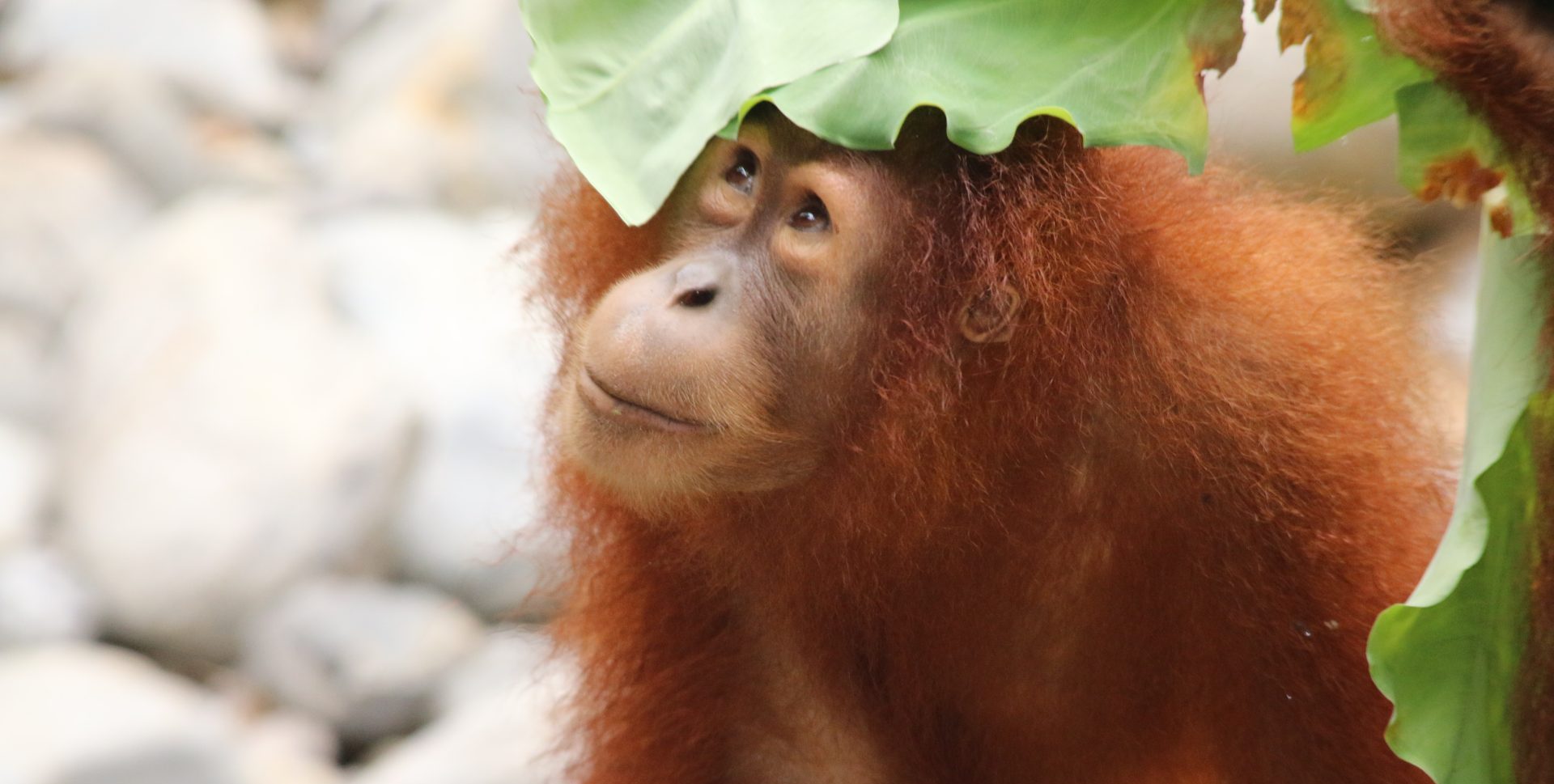 In the Batang Toru forest in Northern Sumatra, a new oak tree species has been shown to be closely tied to the survival of the critically endangered Tapanuli Orangutan. 