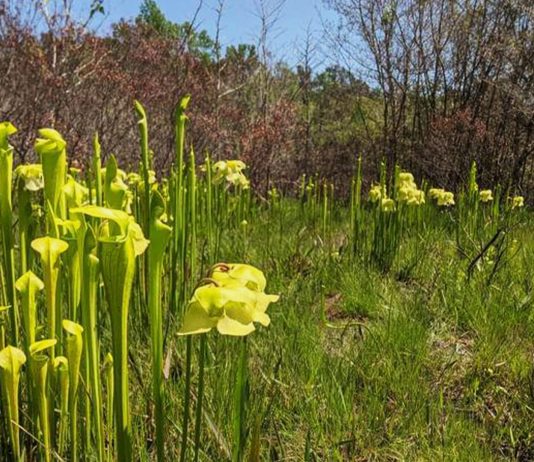 Helping Locals “Meat” Their Native Carnivorous Plants 
