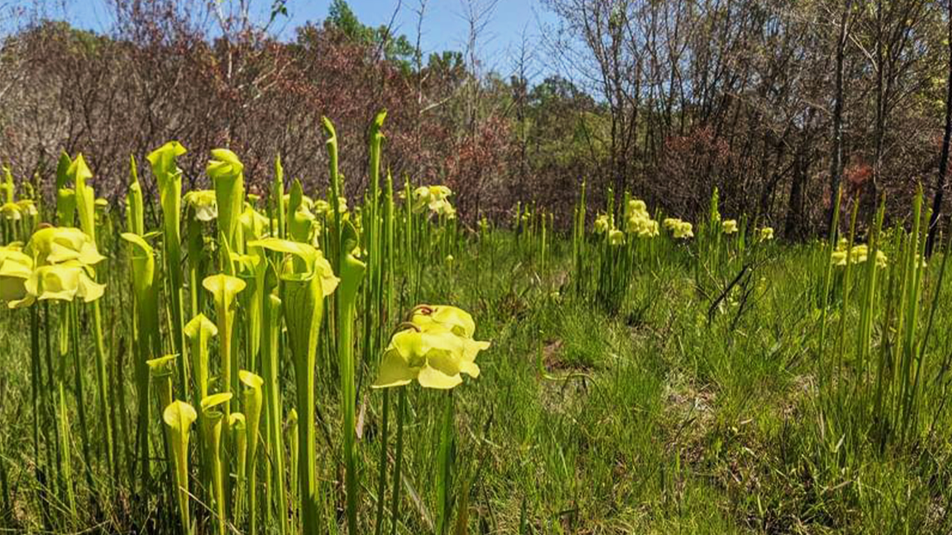 Helping Locals “Meat” Their Native Carnivorous Plants 