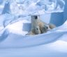 Celebrate Moms and Cubs on International Polar Bear Day. Image: Steven C Amstrup/ Polar Bears International