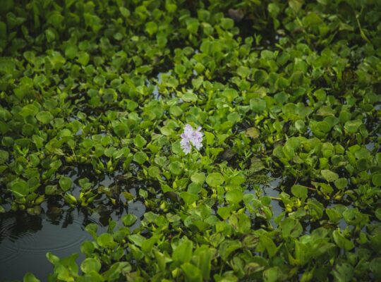 Scientists make bioplastics from water hyacinth, an invasive aquatic weed native to South America.