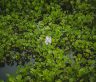 Scientists make bioplastics from water hyacinth, an invasive aquatic weed native to South America.