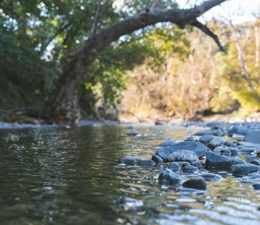 How daylighting rivers revives ecosystems, cleans water and brings people together.