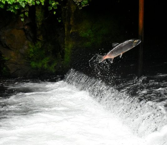 Enlisting technology for salmon to preserve cold water sanctuaries in a warming world.