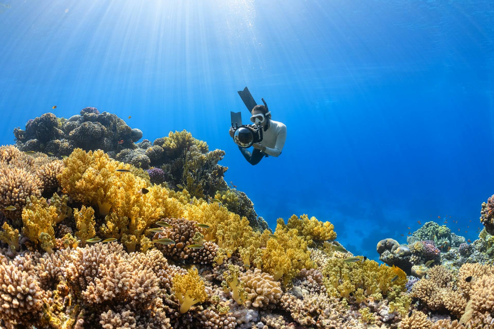 Canada Protects Lophelia Reef Northernmost Pacific Coral Reef