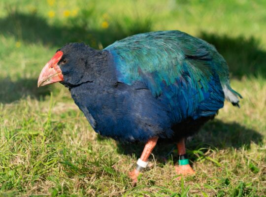 Eighteen takahē, a bird once thought extinct, were released into a predator-free nature reserve.