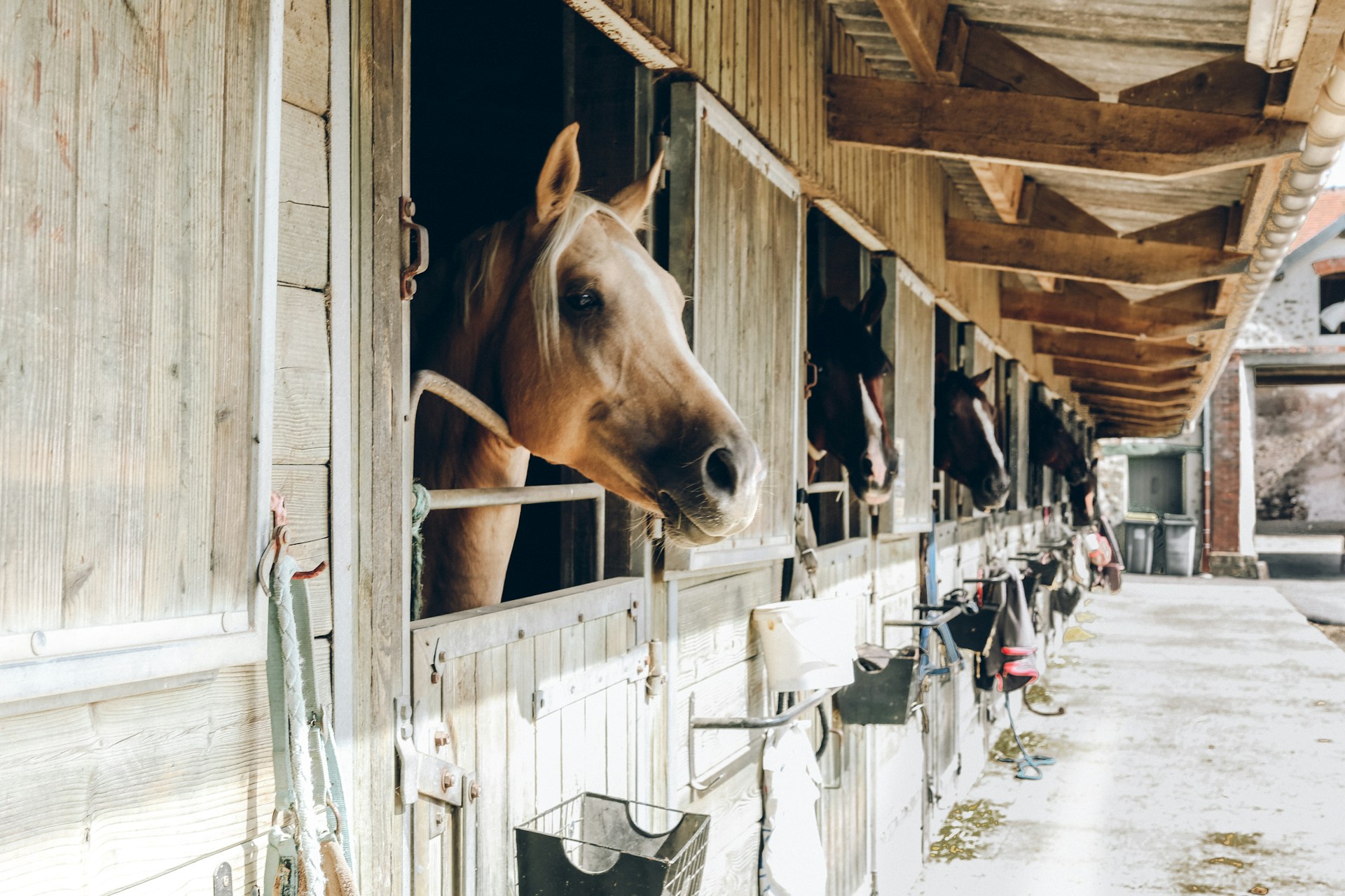 Essential Prep Steps for Your Horse Farming Journey. Photo by Anna Kaminova on Unsplash