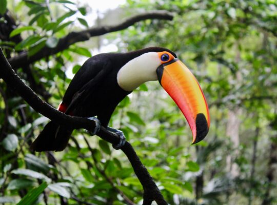 The benefits of frugivores in the Atlantic Forest